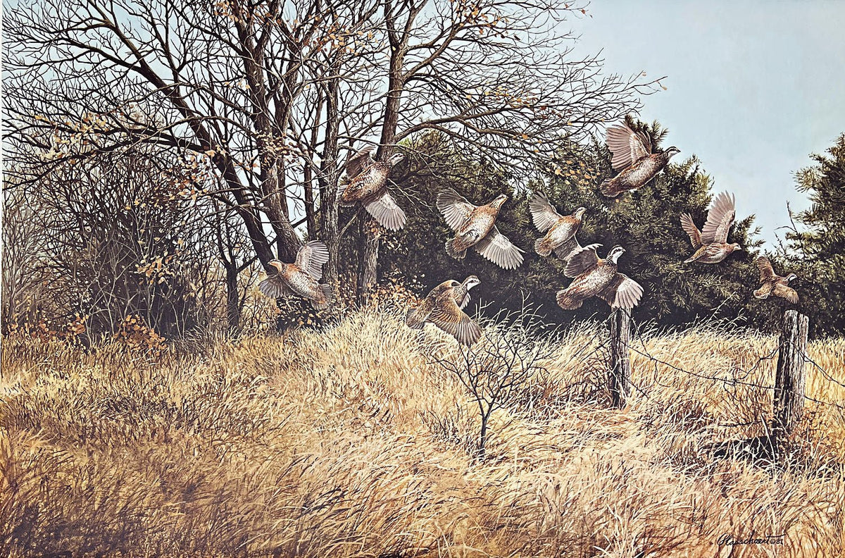 Richard Plasschaert, Broken Covey-Bobwhite Art Print (25 x 16.5)