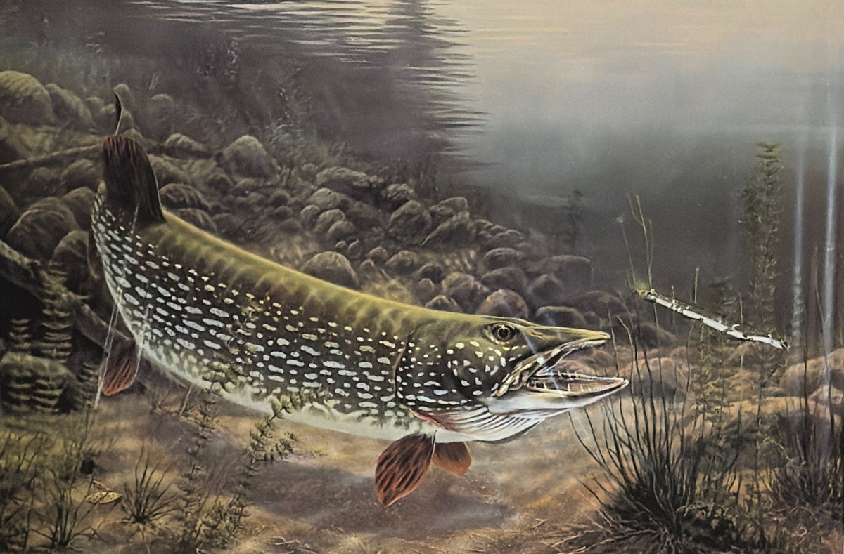Rick Kelley Esox Attack Northern Pike Artists Proof Art 24 x 16 #63 of 75