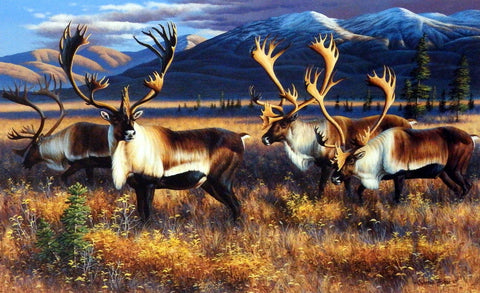 Cynthie Fisher Caribou Reindeer Picture NORTHERN NOMADS