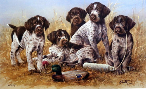 James Killen Great Hunting Puppies-Drahthaars