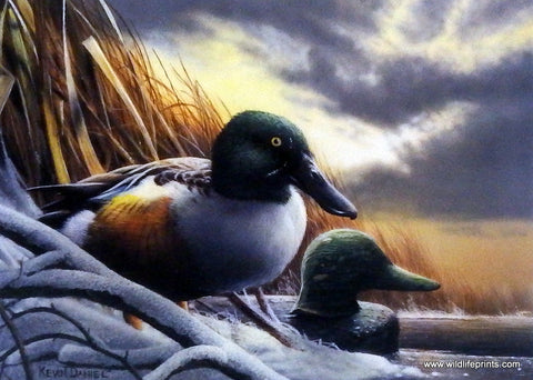 Kevin Daniel 1997 Duck Stamp