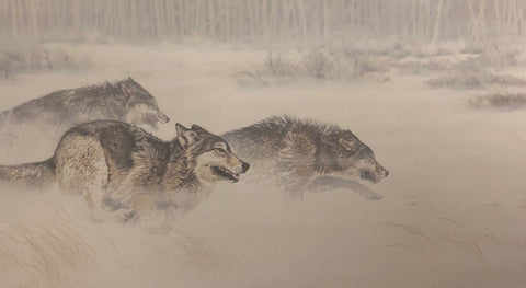 Guy Coheleach 30 Yards and Closing Fast Wolf Print