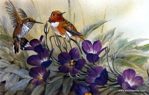Gamini Ratnavira Allen's Hummingbird