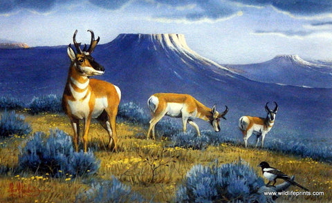 Les Kouba Antelope Paradise