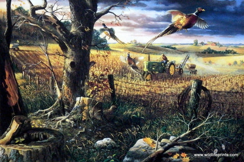 Charles Freitag John Deere tractor flushes out pheasants