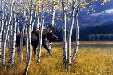 Al Agnew Moose Wildlife Art Print BREAKING COVER
