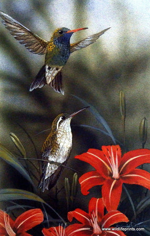 Gamini Ratnavira Broad-Billed Hummingbird
