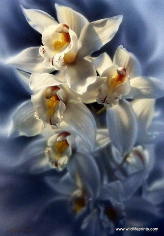Collin Bogle Fluer de Grace White Lilies Picture