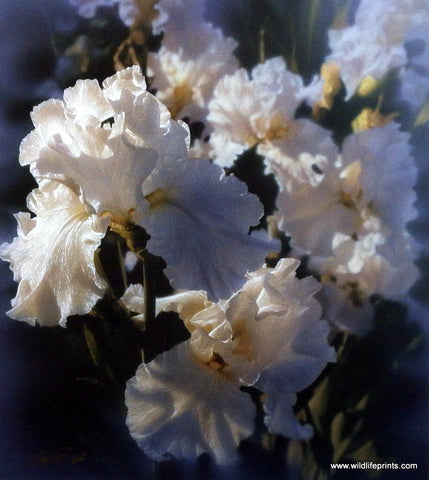 Collin Bogle Fleur De Lis white lily flower picture