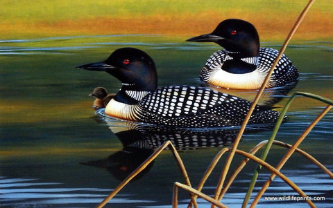 Cynthie Fisher Loon Picture Calm Reflections