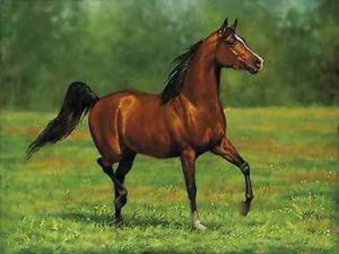 Chris Cummings That's My Horse Arabian Bay-Signed 16 x 12