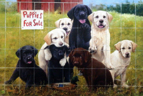 James Killen Puppies for Sale Labradors Signed Print  24 x 16