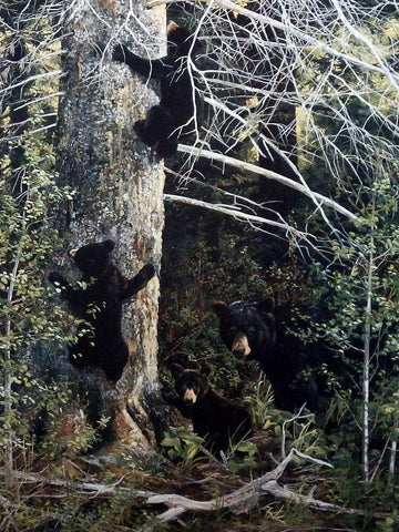 Andrew Kiss Black Bear Cubs Art Print