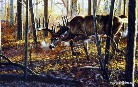 Cynthie Fisher Whitetail Deer Picture HOT ON THE TRAIL