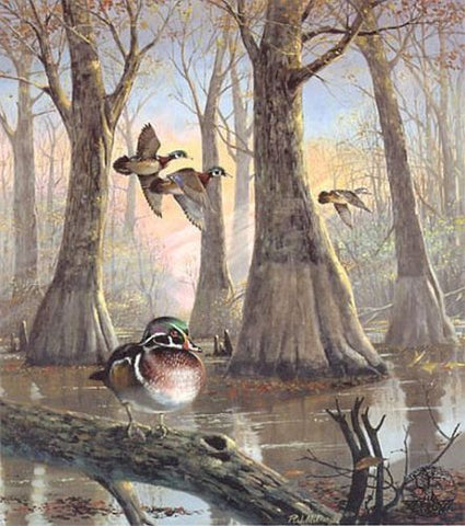 R.J.McDonald Southern Morning V S/N Wood Duck Print