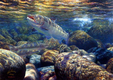 Mark Susinno On The Run- Atlantic Salmon