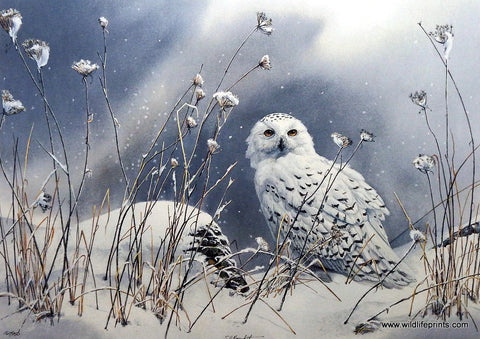 Susan Bourdet On the North Wind- Snowy Owl