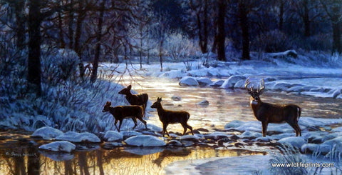 Bruce Miller Whitetail Deer Buck Print ON THE RIVER