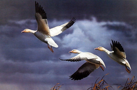 Daniel Smith Southbound-Snow Geese