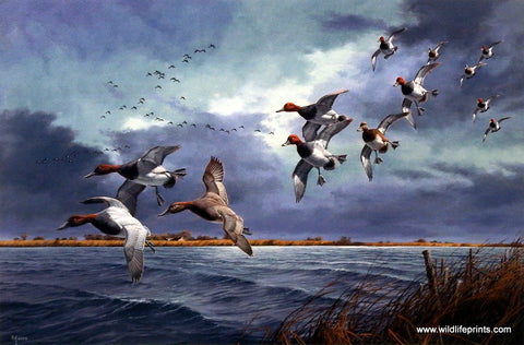 David Maass Turbulence Over Delta Marsh- Canvasbacks & Redheads