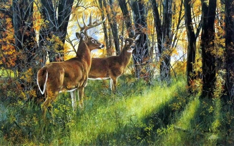 Andrew Kiss Whitetail Deer Print Undercover