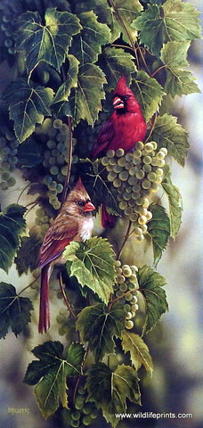 Rosemary Millette Vineyard Cardinals