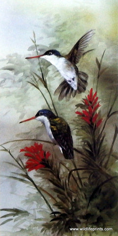 Gamini Ratnavira Violet-Crowned Hummingbird