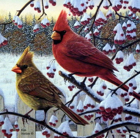 Kim Norlien Winter Cardinals