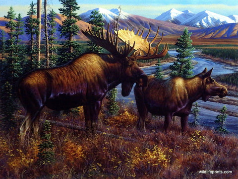 Cynthie Fisher Bull Moose Picture Alaskan Royalty