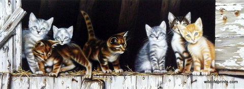 Deb Bovy Barnyard Kittens
