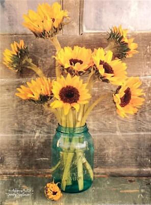 Anthony Smith Flower Art Print Country Sunflowers I (12x16)