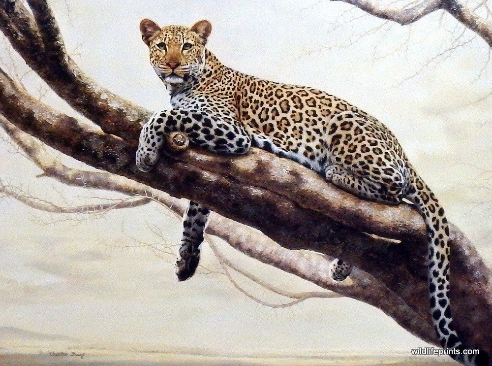 Charles Frace African Leopard Painting