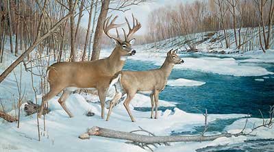 Ron Van Guilder The Jordan Buck S/N Deer Art Print