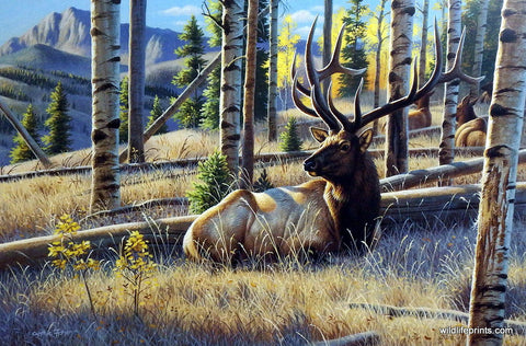 Cynthie Fisher Elk Picture Morning View