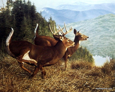 Bob Travers Whitetail Deer Buck and Doe Print