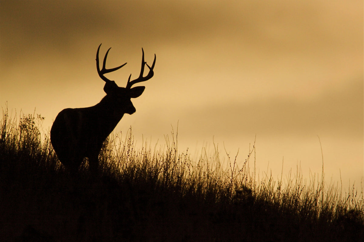 3 Reasons to Get a Deer Art Print