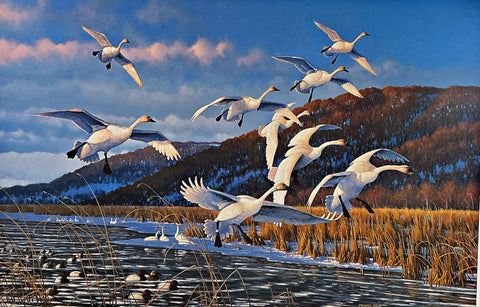 Michael Sieve Art Print Late Season-Swans Artist Proof 25"x16.5"