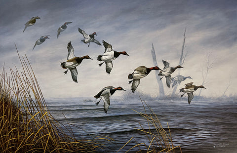 Rhynard Klingbeil, Out of the Fog Canvasbacks S/N (18x11.75)