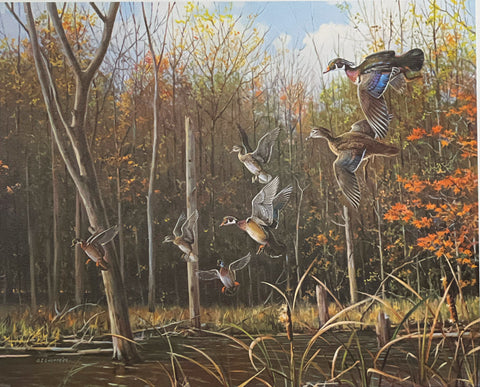 Owen Gromme Secluded pond S/N Wood Duck print