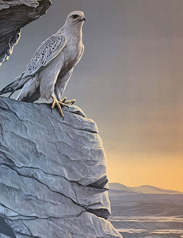 Ron Parker Artic Spring Gyrfalcon Art Print S/N 19 x 24-Cert