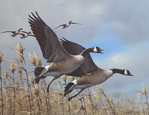 Gary Moss Cane Break Canada Geese S/N Art Print 14.5 x 11