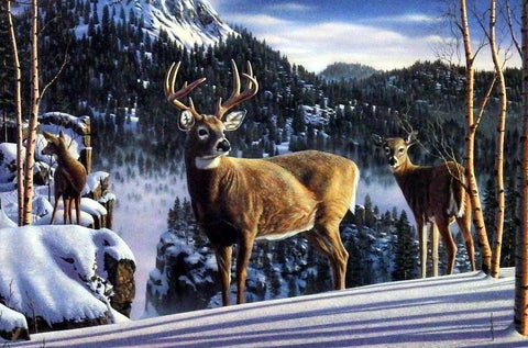 Kim Norlien Morning View Deer Buck s/N Art Print-33 x 15.5
