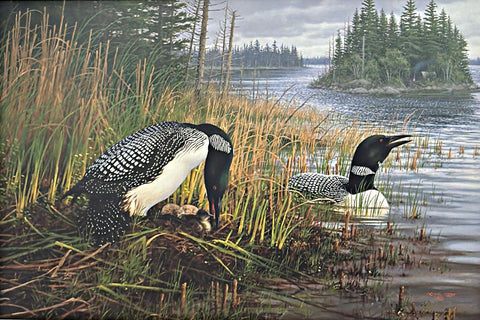 Michael Sieve A/P Northwoods Art Print Common Loons 23.5"x15.5"