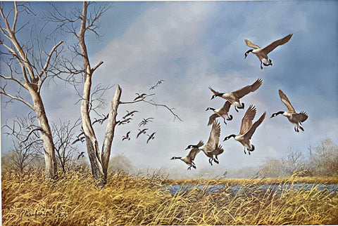 Richard Plasschaert Settling In-Canada Geese Art Print (25 x 16.5)