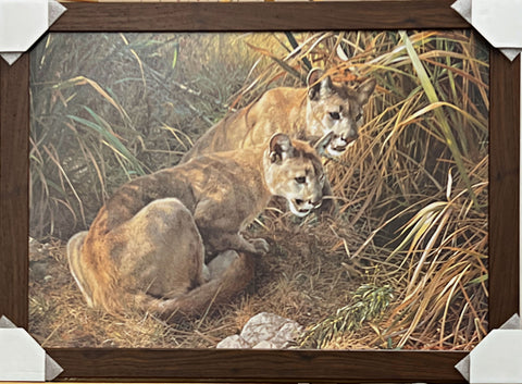 Carl Brenders Shadows in the Grass Young Cougars Art Print-Framed 34.5 x 24