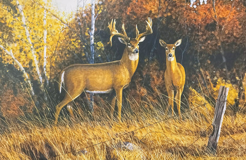 Stephen Hamrick Autumn Glow S/N Whitetail Deer Art Print 24 x 16