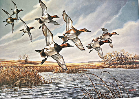 James Meger Prairie Pothole Canvasback S/N Art Print 22 x 15.5