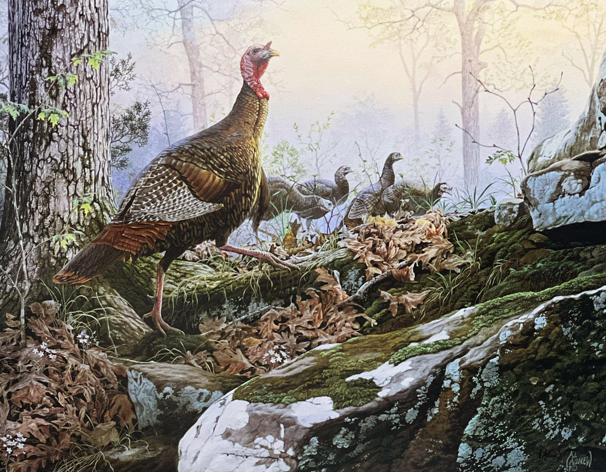 Al Agnew Wild Turkey Signed Art Print Spring Beauties (22"x17")