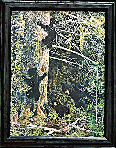 Andrew Kiss Family Gathering-Black Bear With Cubs Art Print-Framed 14.5 x 18.5