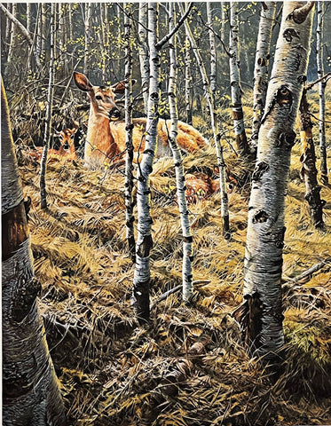 John Seerey-Lester S/N Deer Art Print Whitetail Spring 20"x25.5"